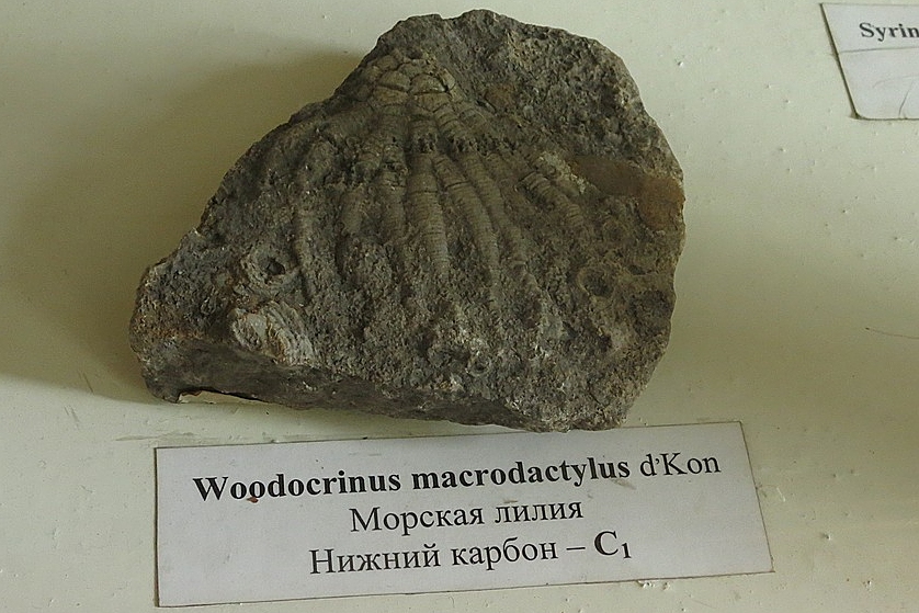 морская лилия